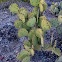 Cactus without spikes